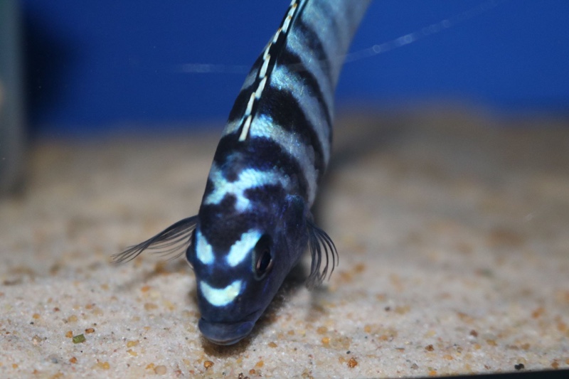 Chindongo minutus 'Lion's Cove'